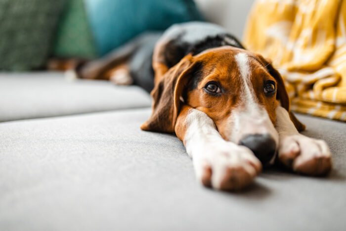 Adorable mixed breed dog relaxing on sofa